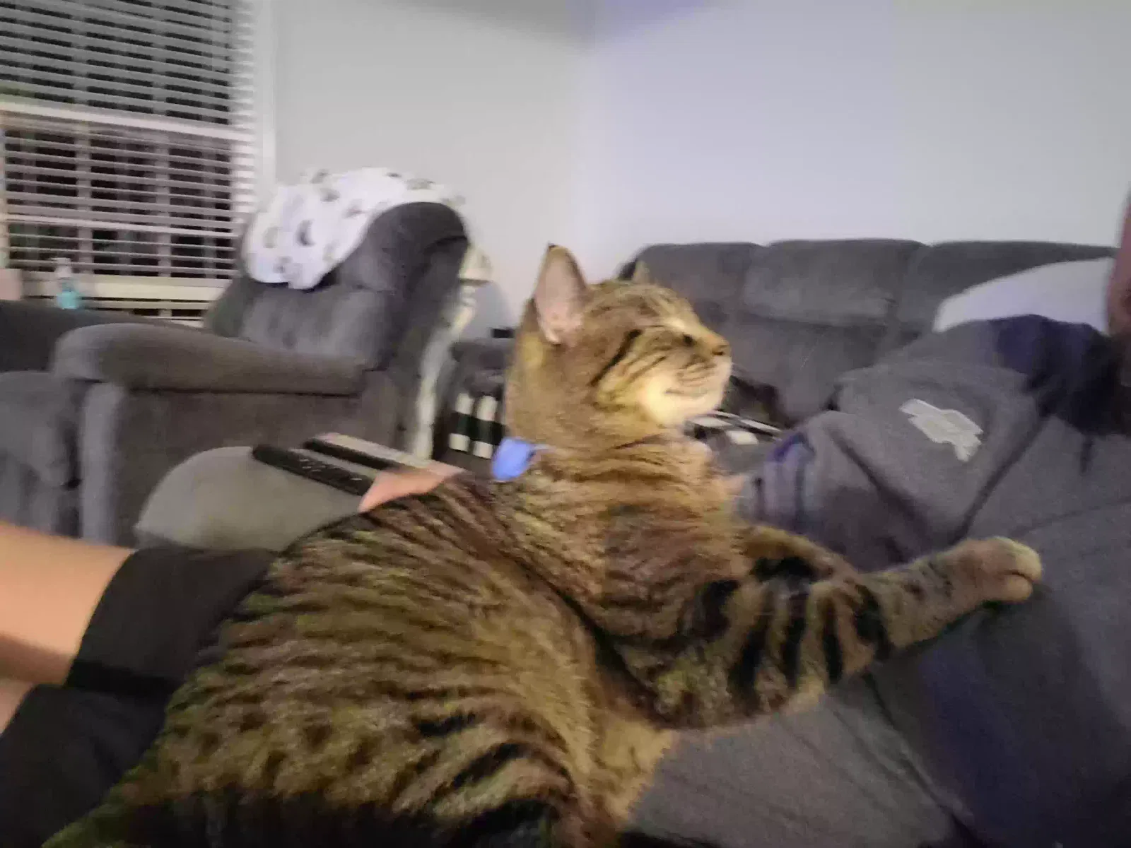 Lost cat in Amelia Court House, VA, 23002