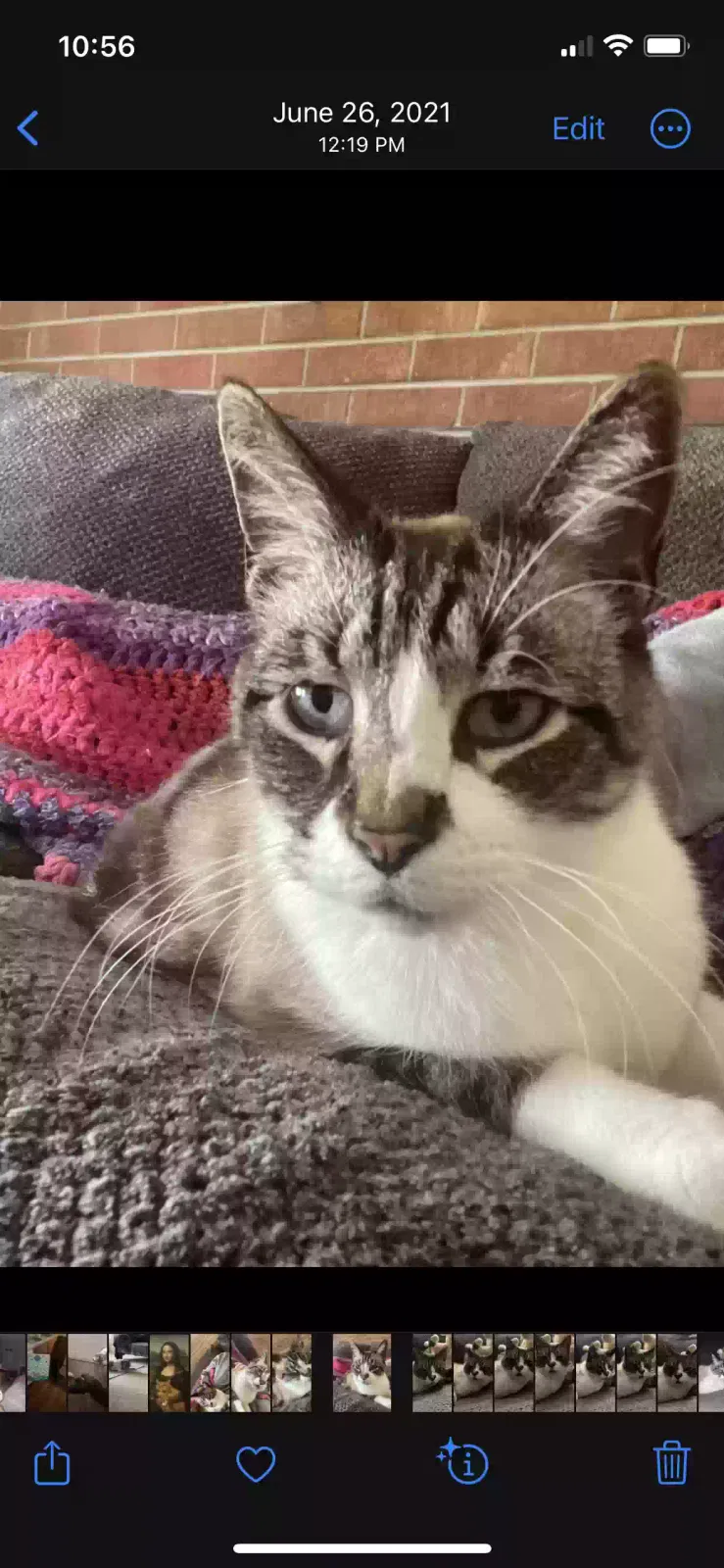 Lost cat in Burlington, NC, 27215