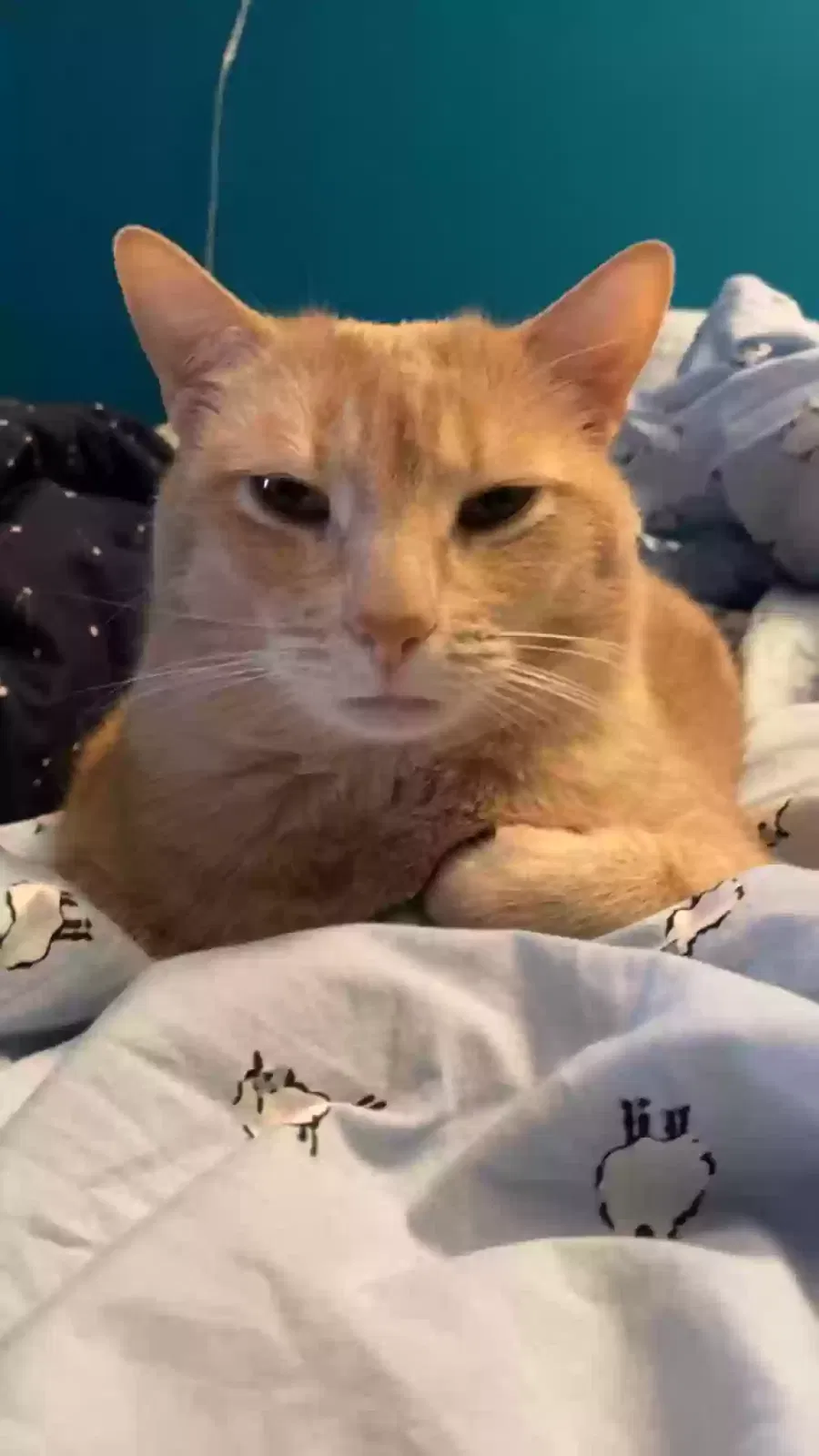 Lost cat in Newton Highlands, MA, 2461