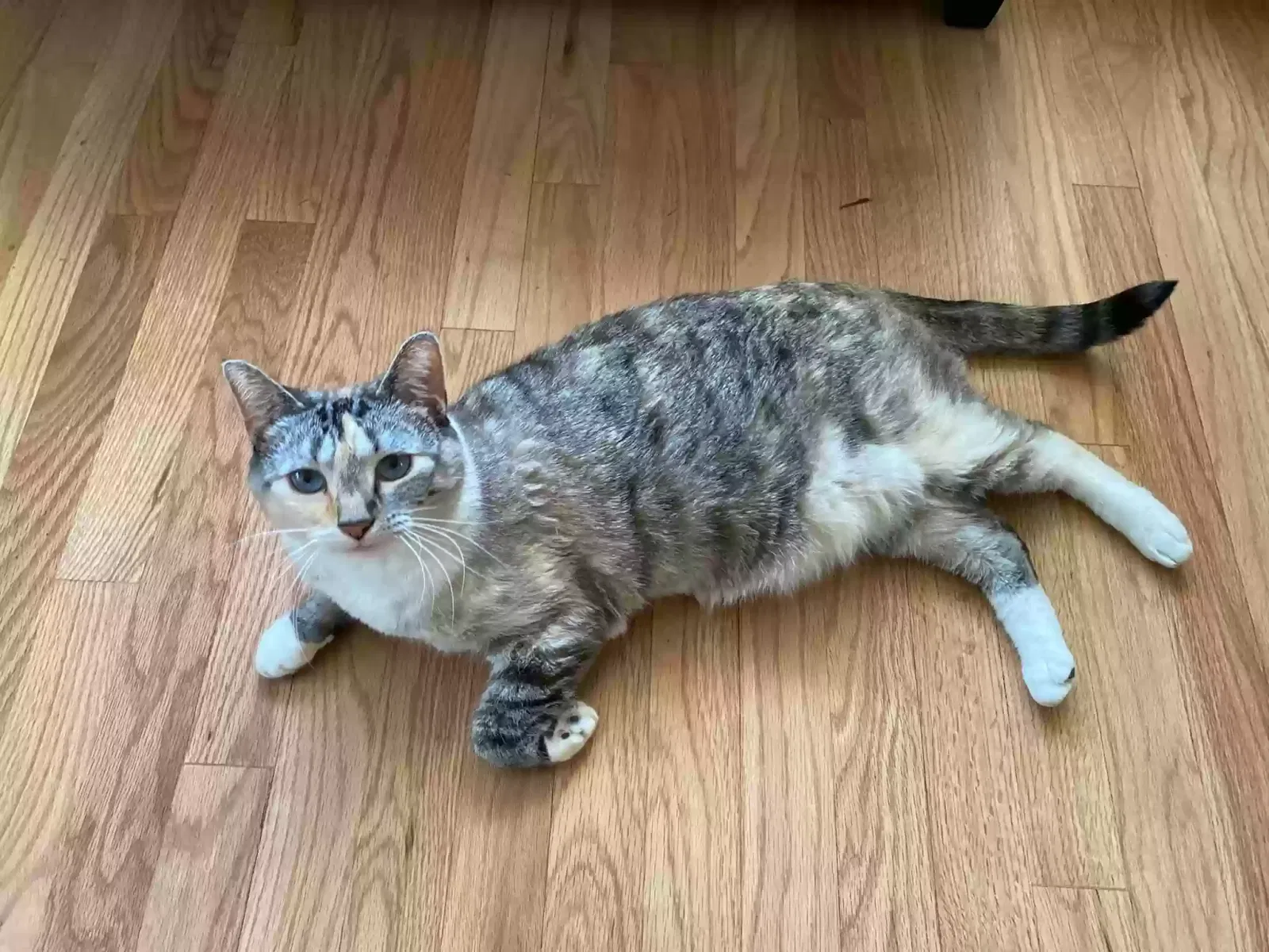 Lost cat in Littleton, CO, 80120