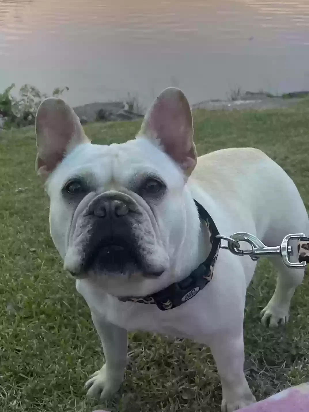 Lost dog in Nampa, ID, 83687