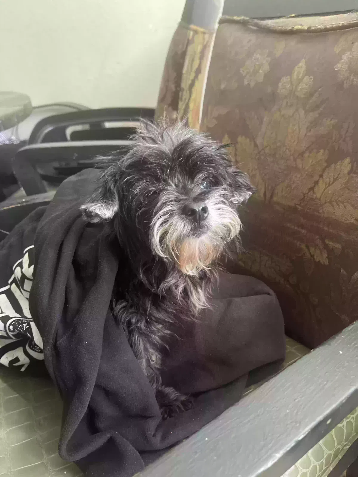 Lost dog in Balch Springs, TX, 75180