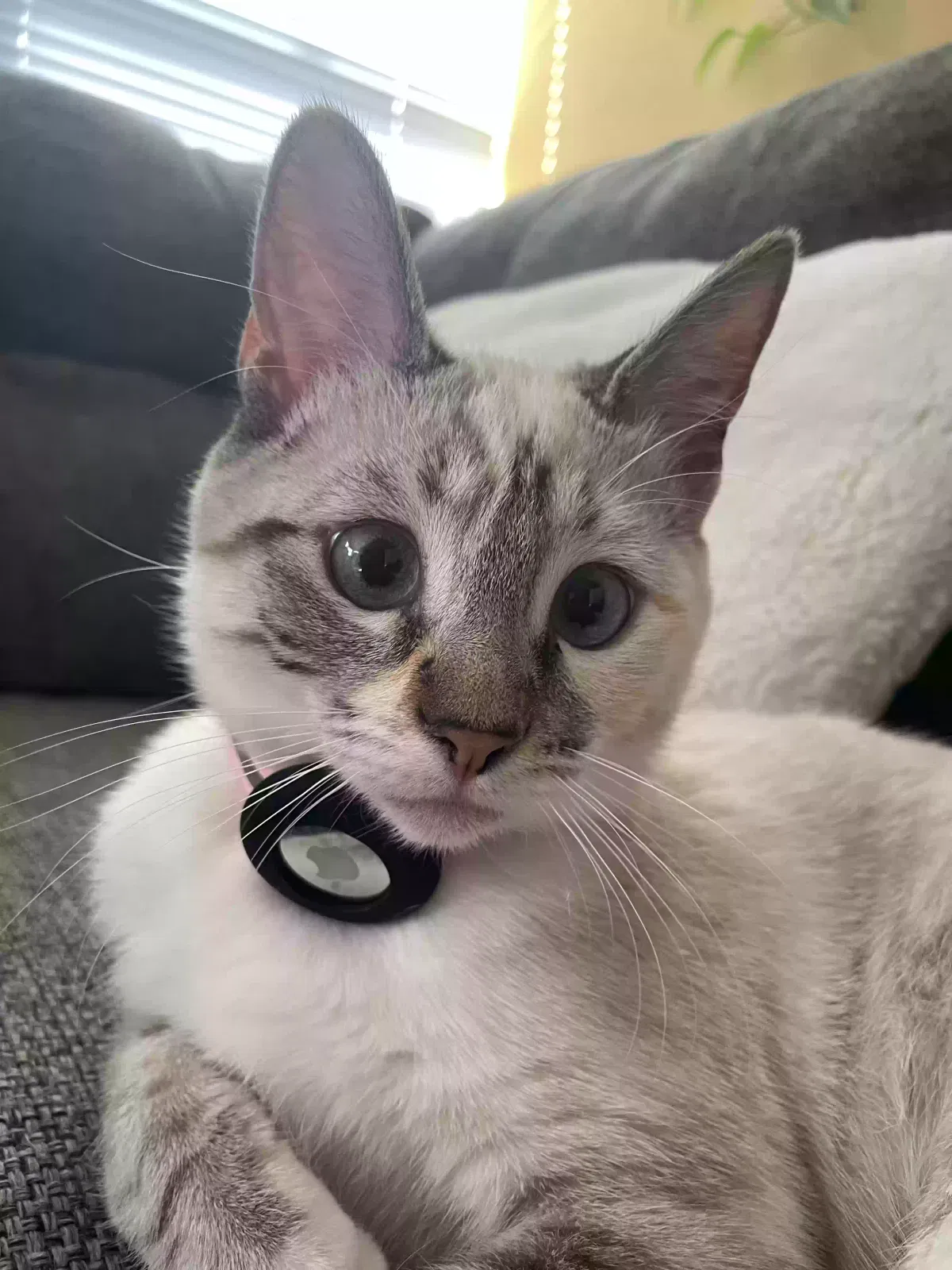 Lost cat in Sylmar, CA, 91342