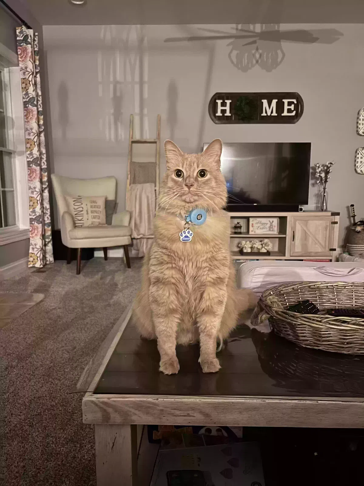 Lost cat in Mount Eden, KY, 40046
