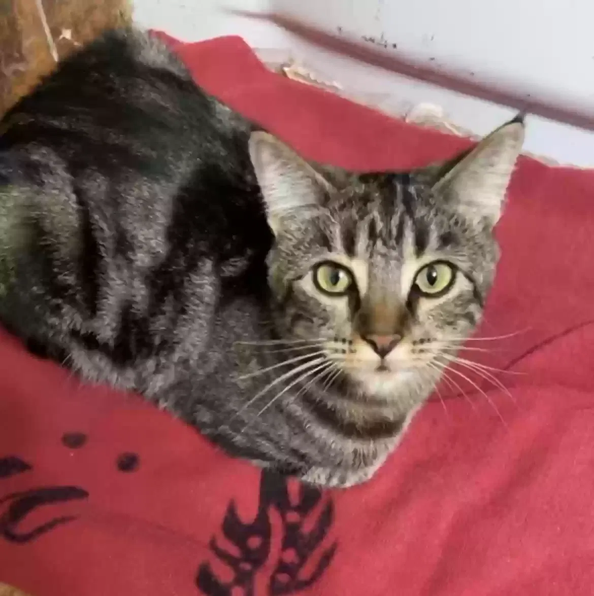Lost cat in Sacramento, CA, 95842