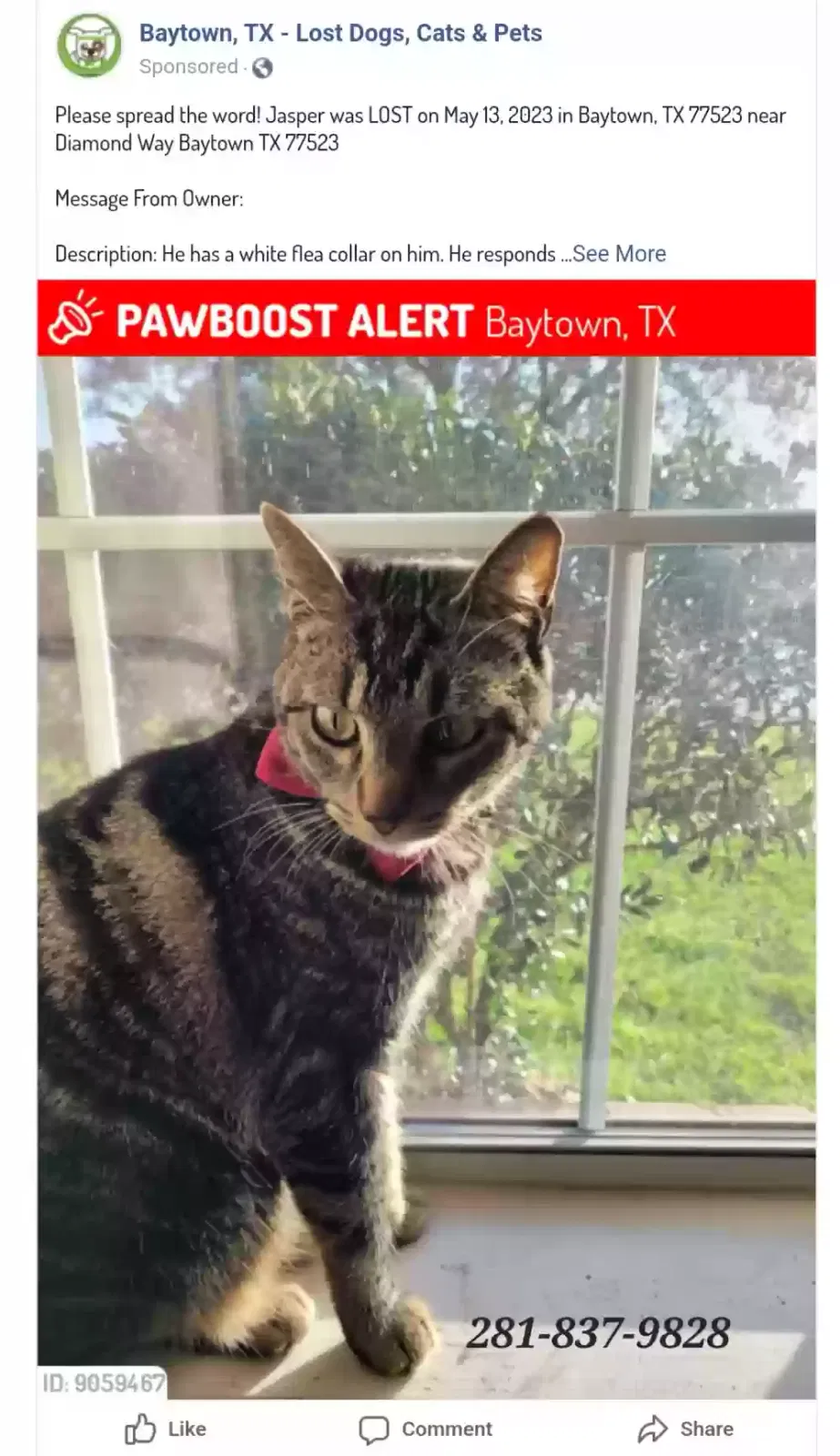 Lost cat in Baytown, TX, 77523