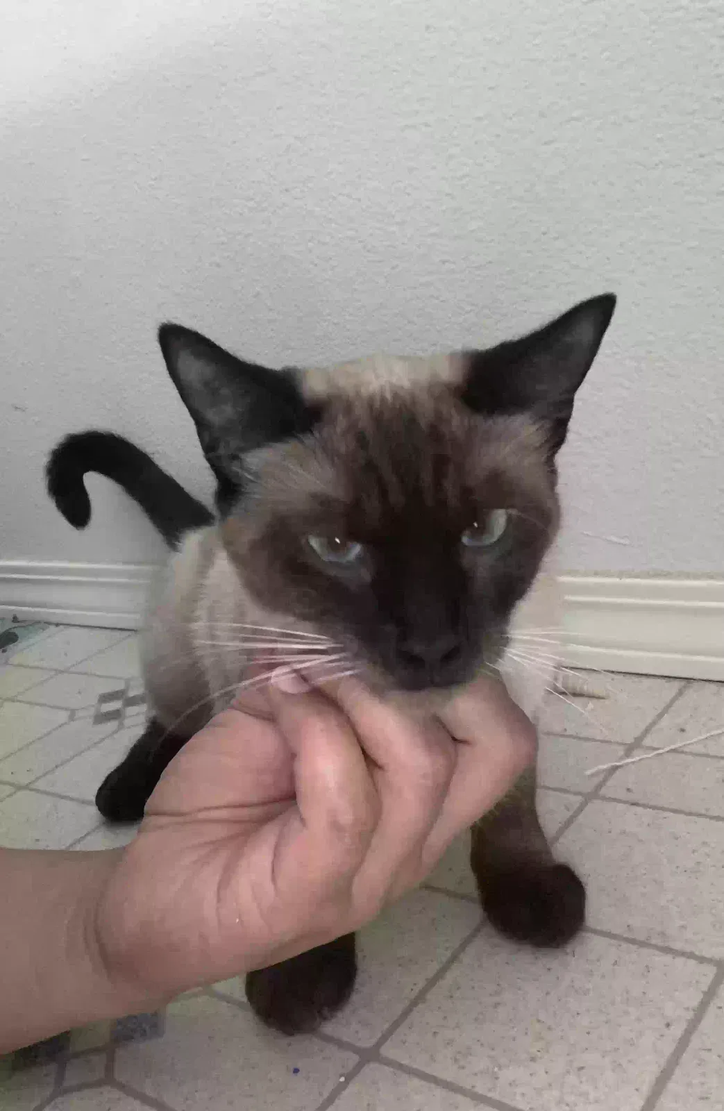 Found cat in Hubbard, OR, 97032