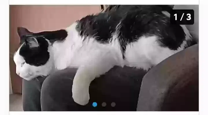 Lost cat in Carmichael, CA, 95608