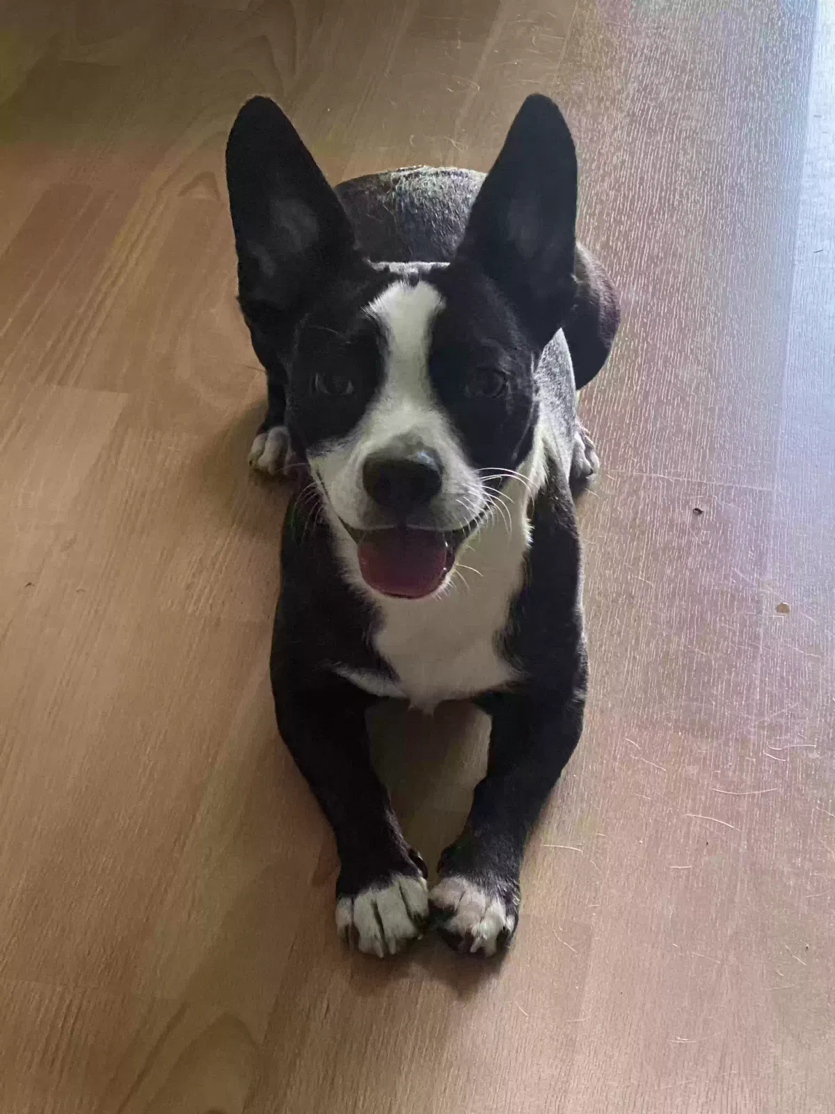Found dog in Fayetteville, TN, 37334