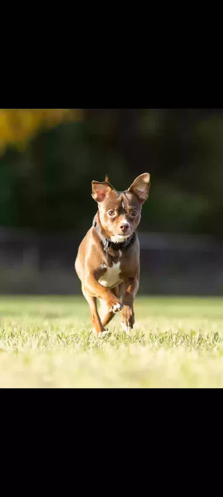 Lost dog in Sioux Falls, SD, 57106