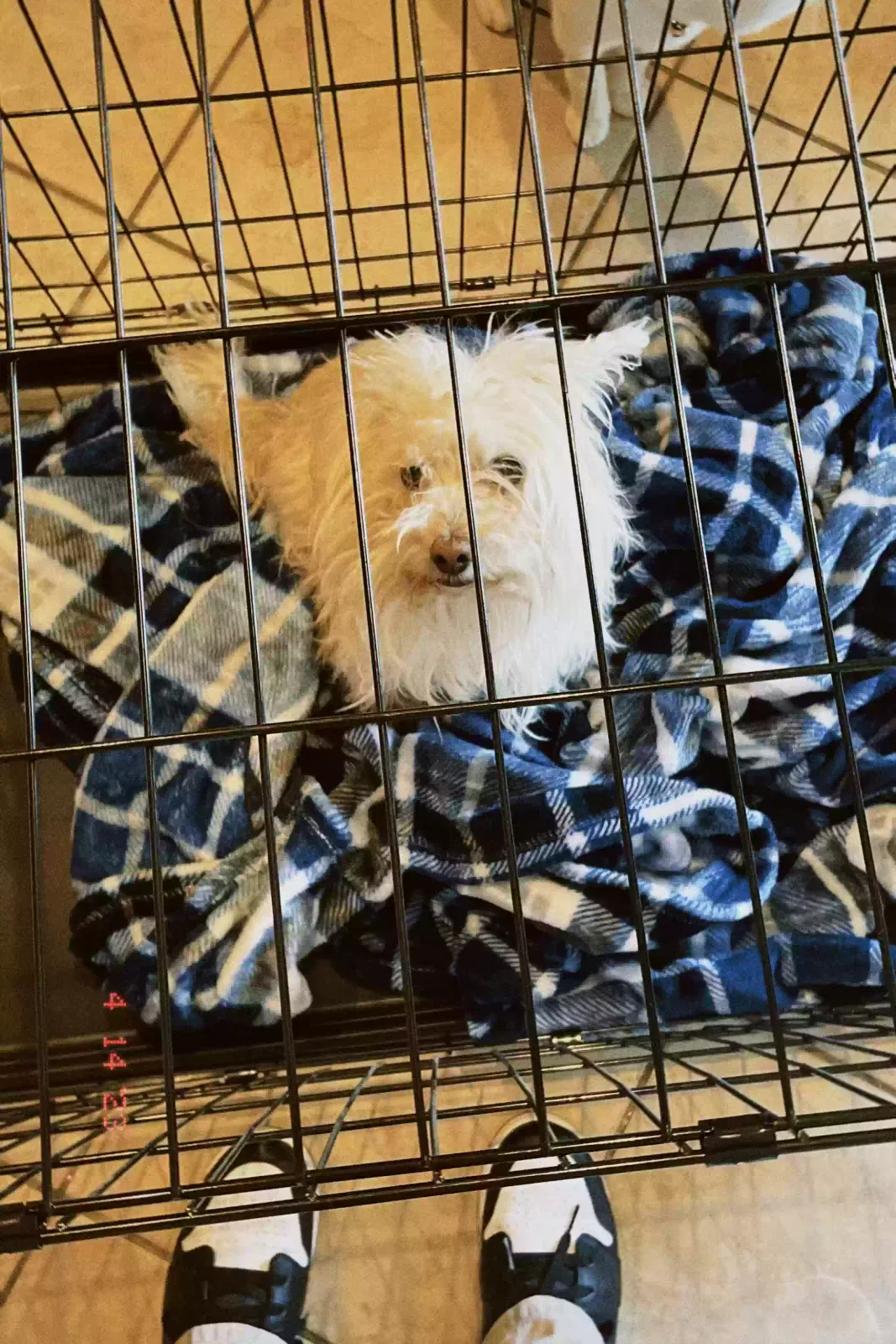 Lost dog in Victorville, CA, 92392