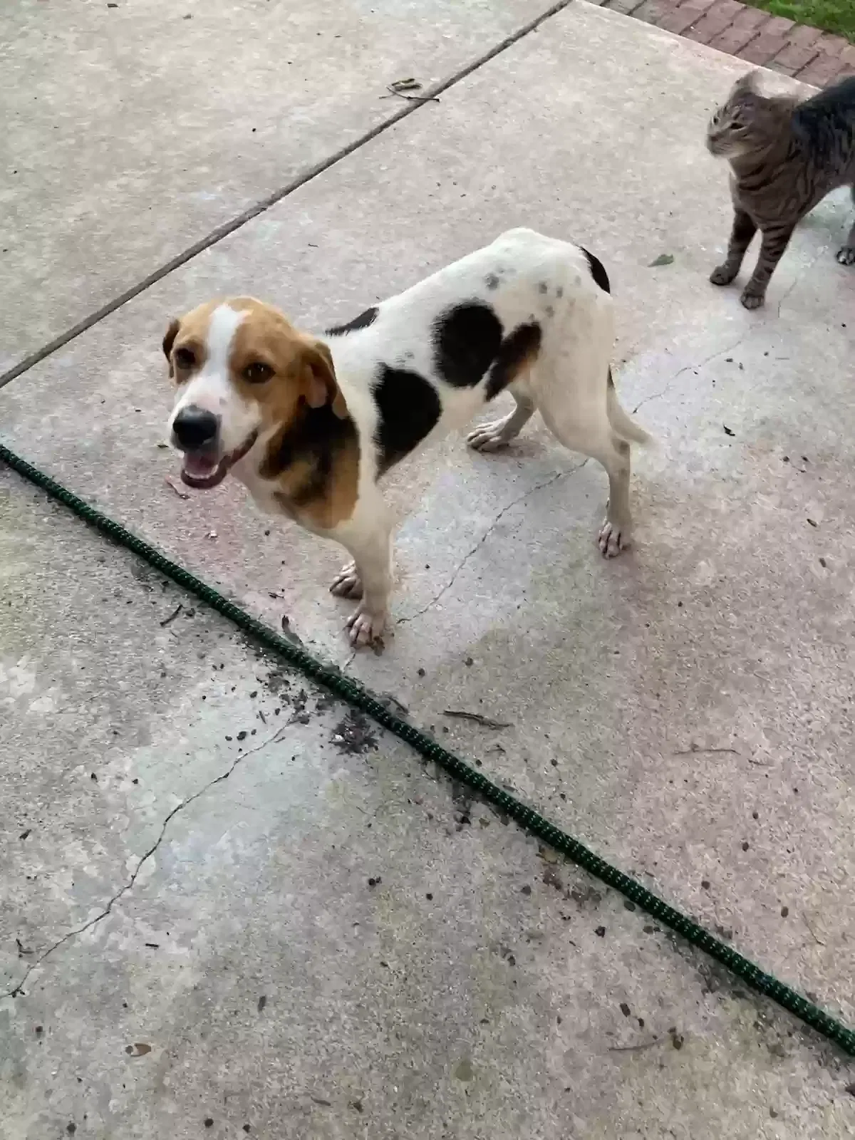 Lost dog in Jessieville, AR, 71949