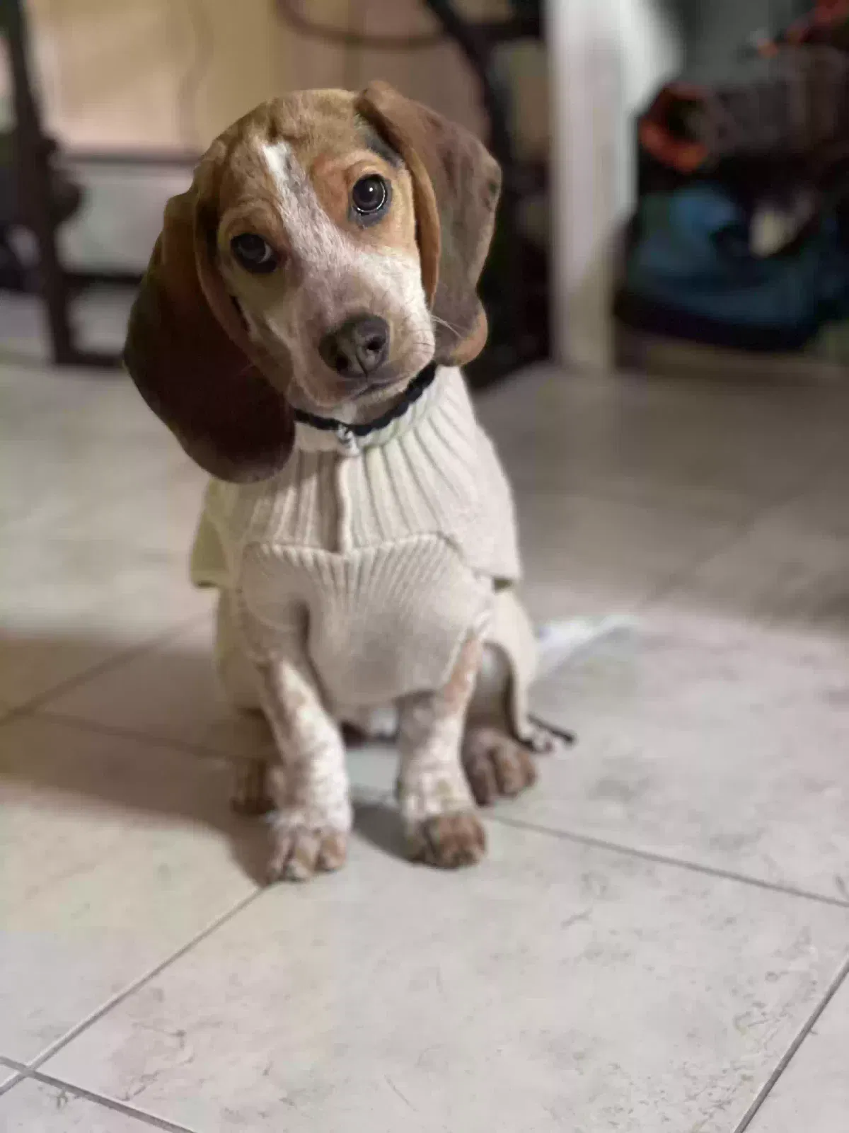 Lost dog in Franklin Square, NY, 11010