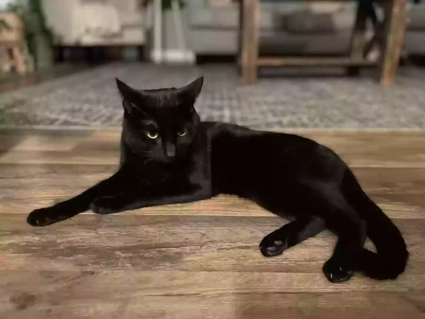 Lost cat in La Plata, MD, 20646