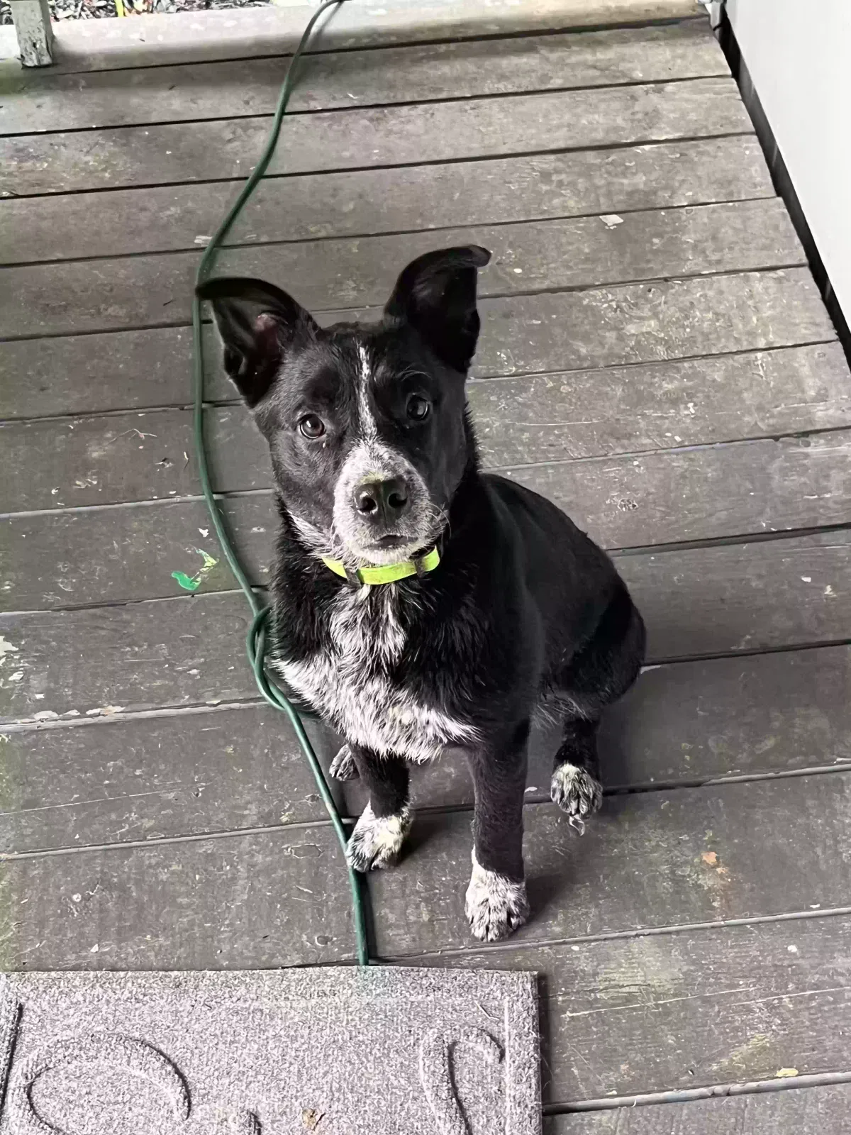 Found dog in Stoneville, NC, 27048