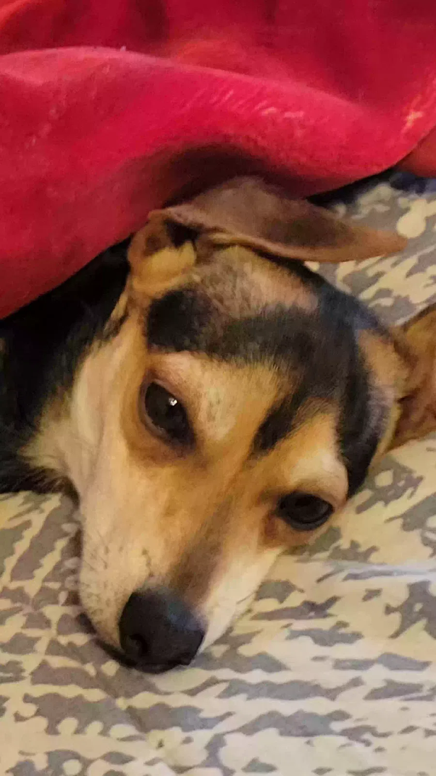 Lost dog in Santa Ana, CA, 92707