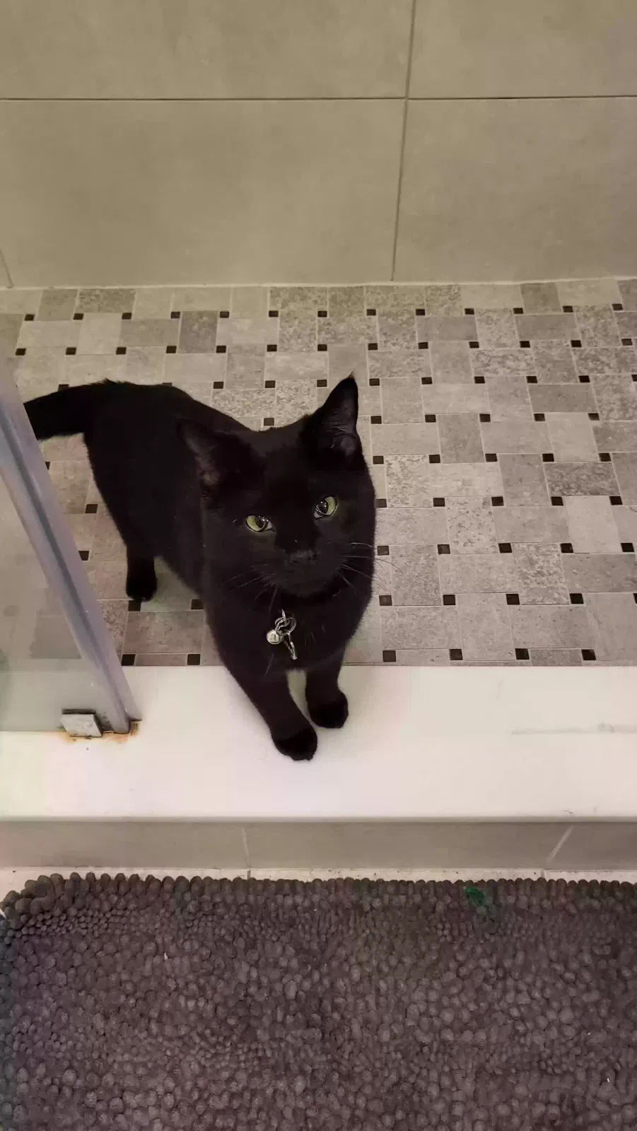 Lost cat in Jamison, PA, 18929