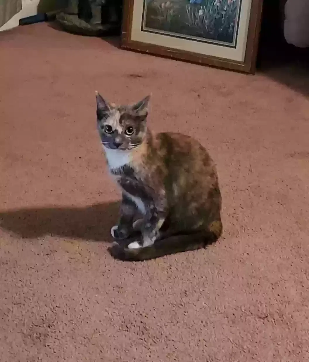 Lost cat in Stillwater, OK, 74075