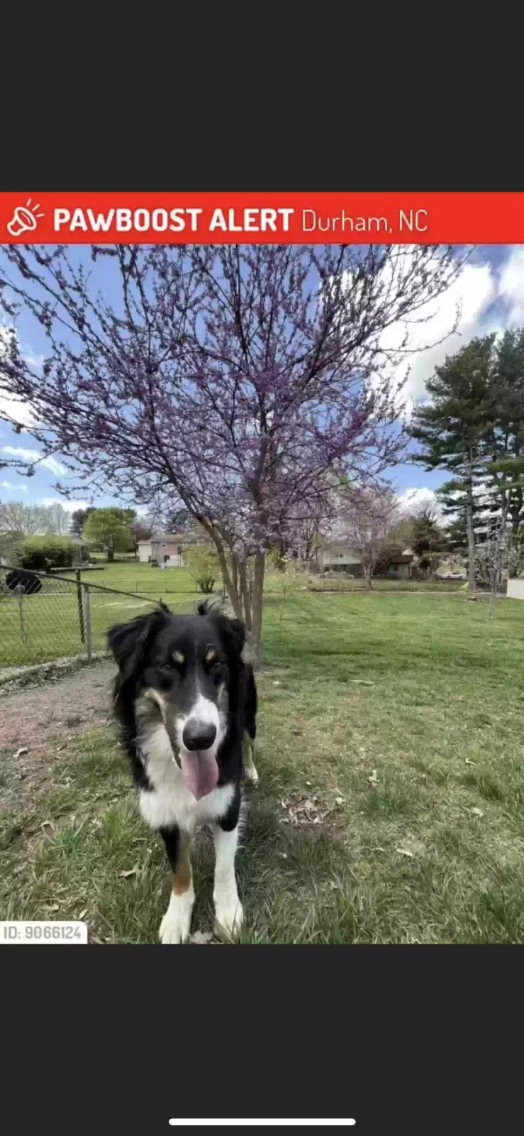 Lost dog in Durham, NC, 27712