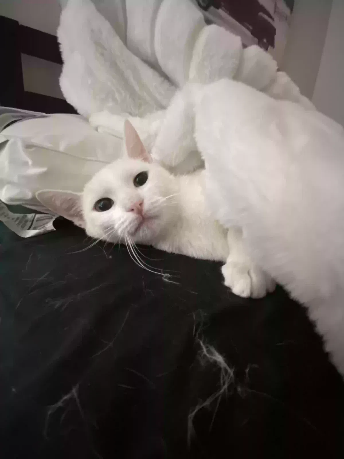 Lost cat in Pleasant Hill, CA, 94523