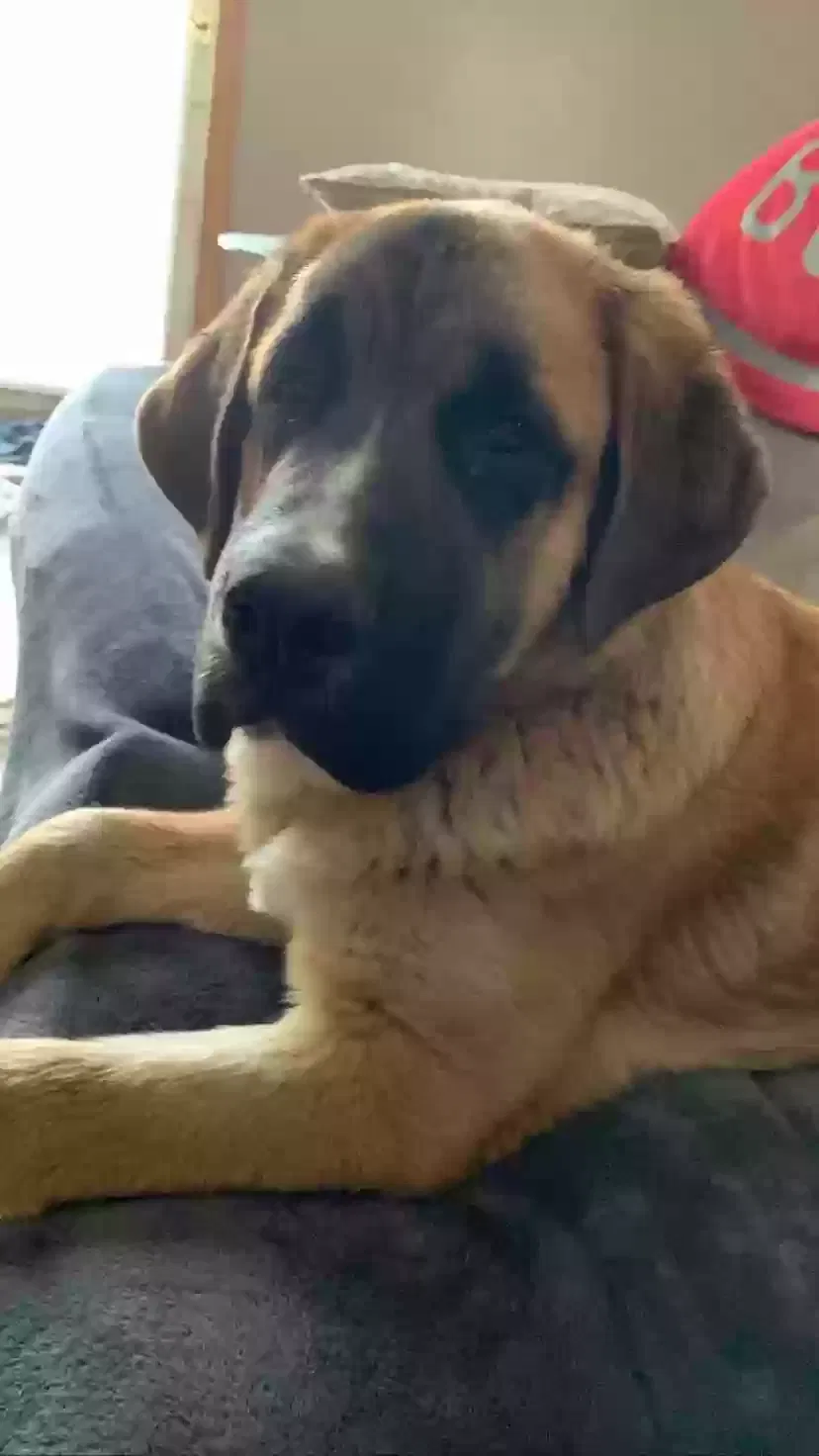 Lost dog in Orwell, OH, 44076