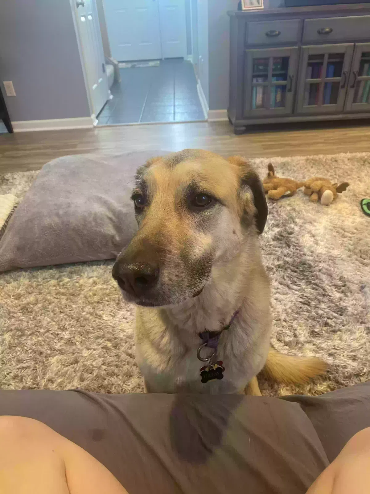 Lost dog in Middletown, OH, 45044
