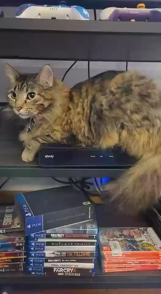 Lost cat in Rockford, IL, 61108