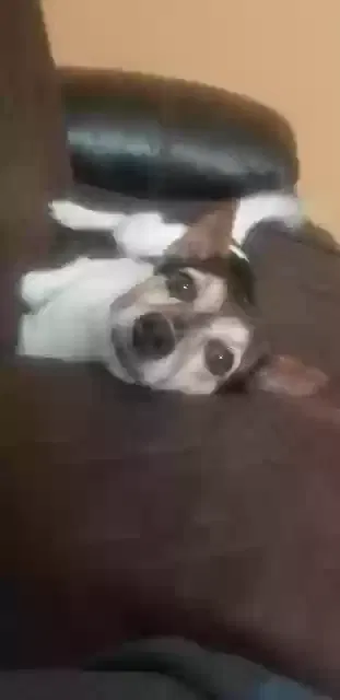 Lost dog in Clarksville, TN, 37042