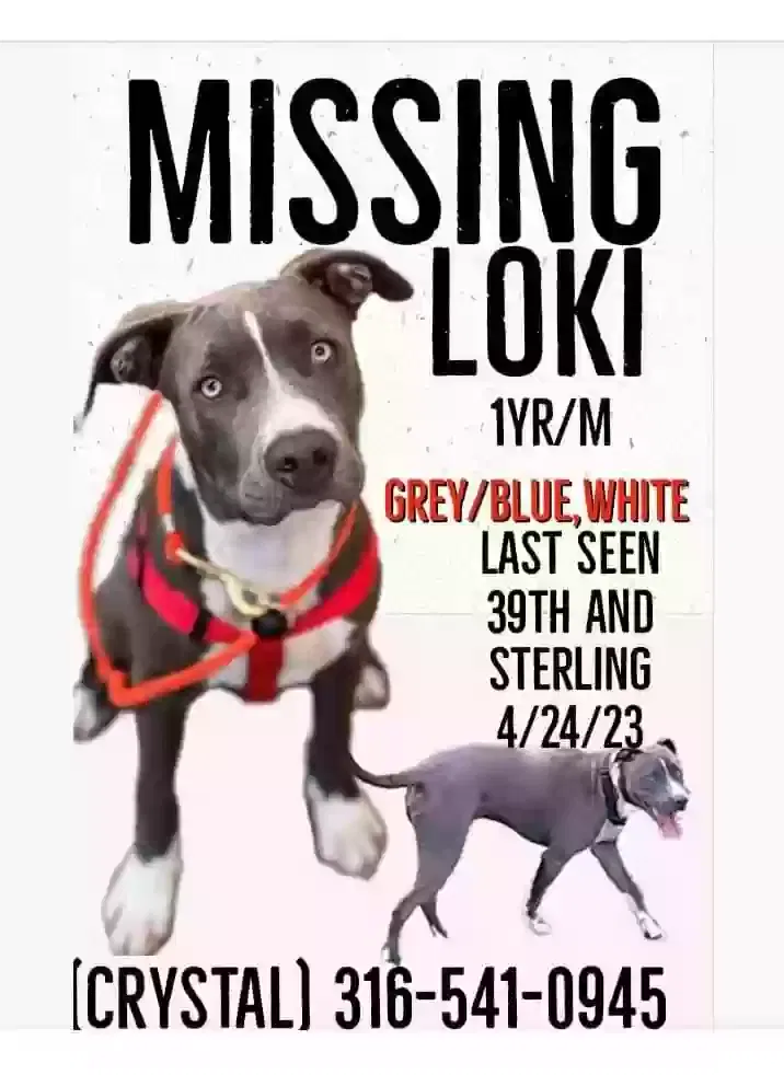 Lost dog in Independence, MO, 64052