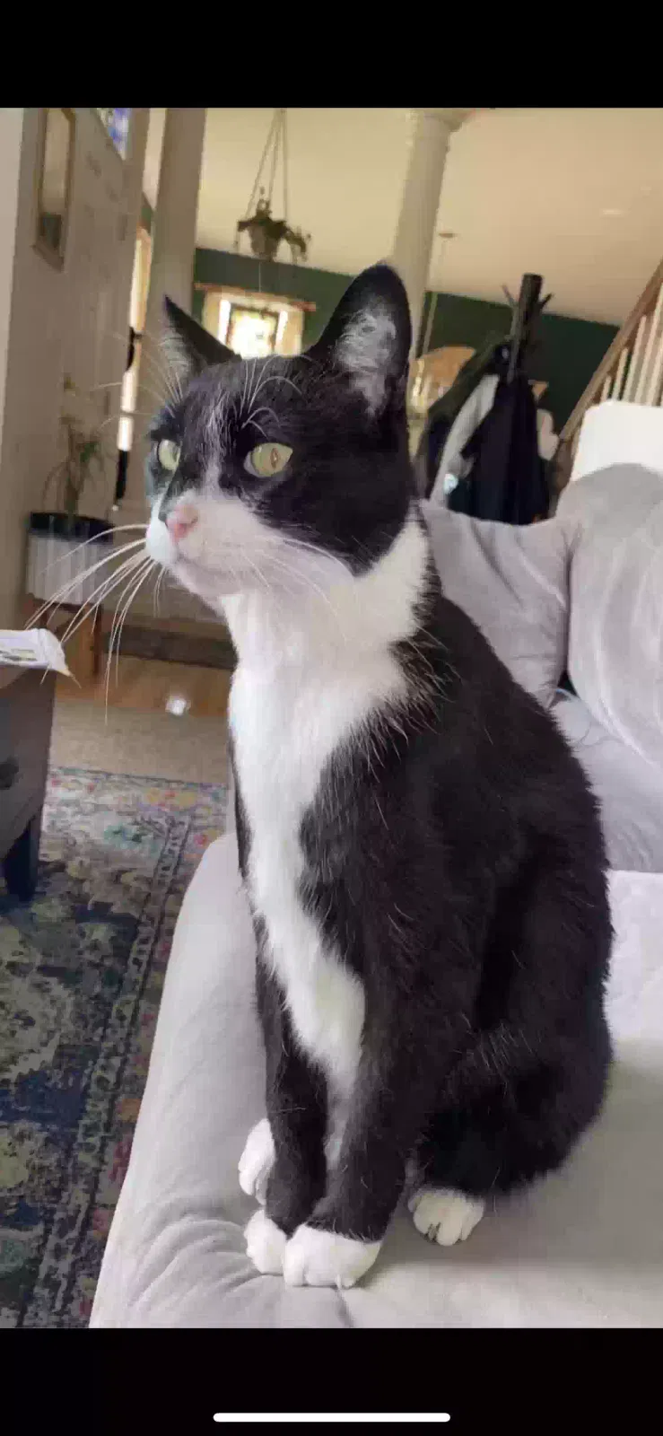 Lost cat in Millersville, PA, 17551
