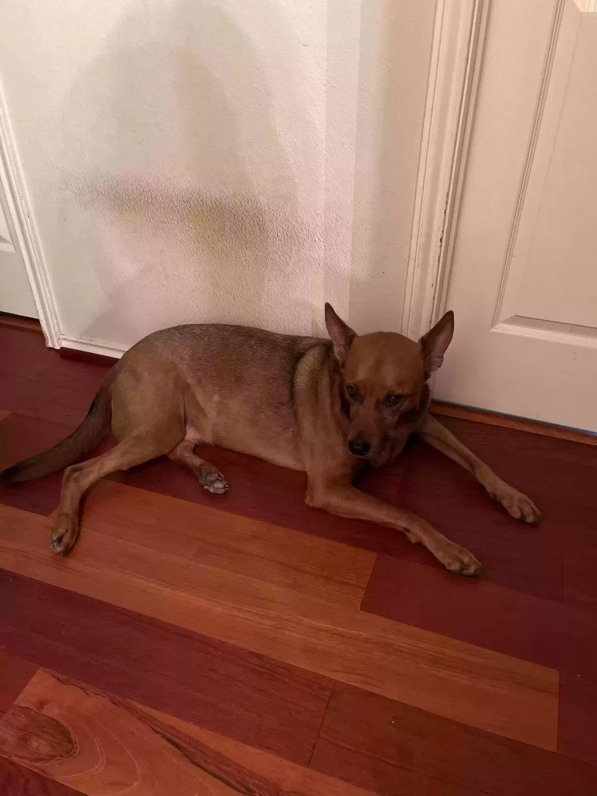 Lost dog in Houston, TX, 77070