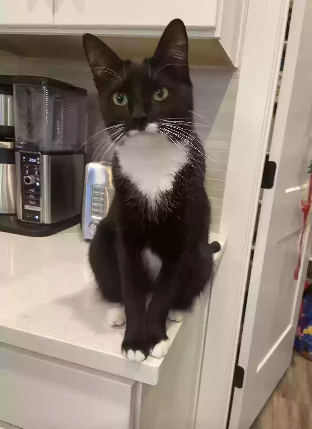 Lost cat in Aurora, CO, 80016