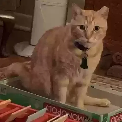 Lost cat in Arlington, TX, 76013