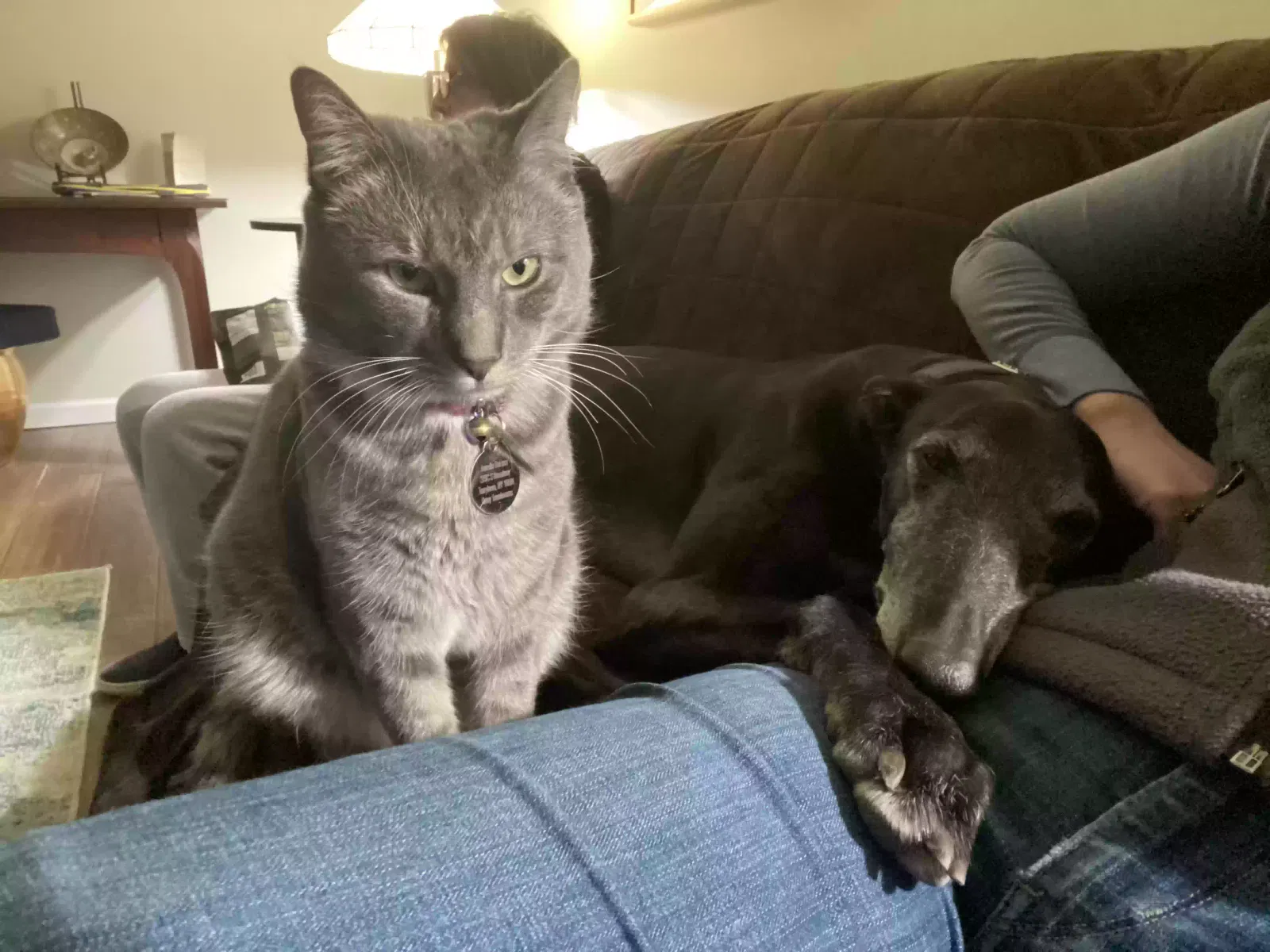Lost cat in Tarrytown, NY, 10591
