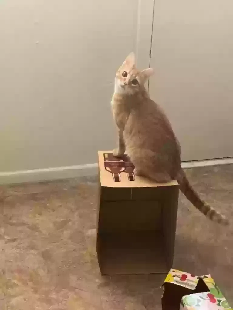 Lost cat in Albuquerque, NM, 87110