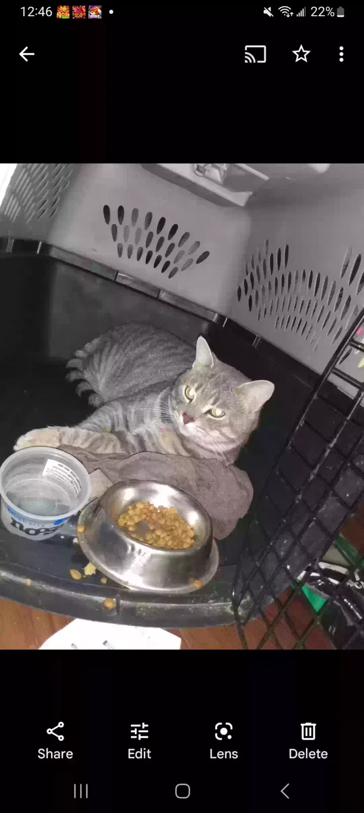 Lost cat in Abilene, TX, 79602