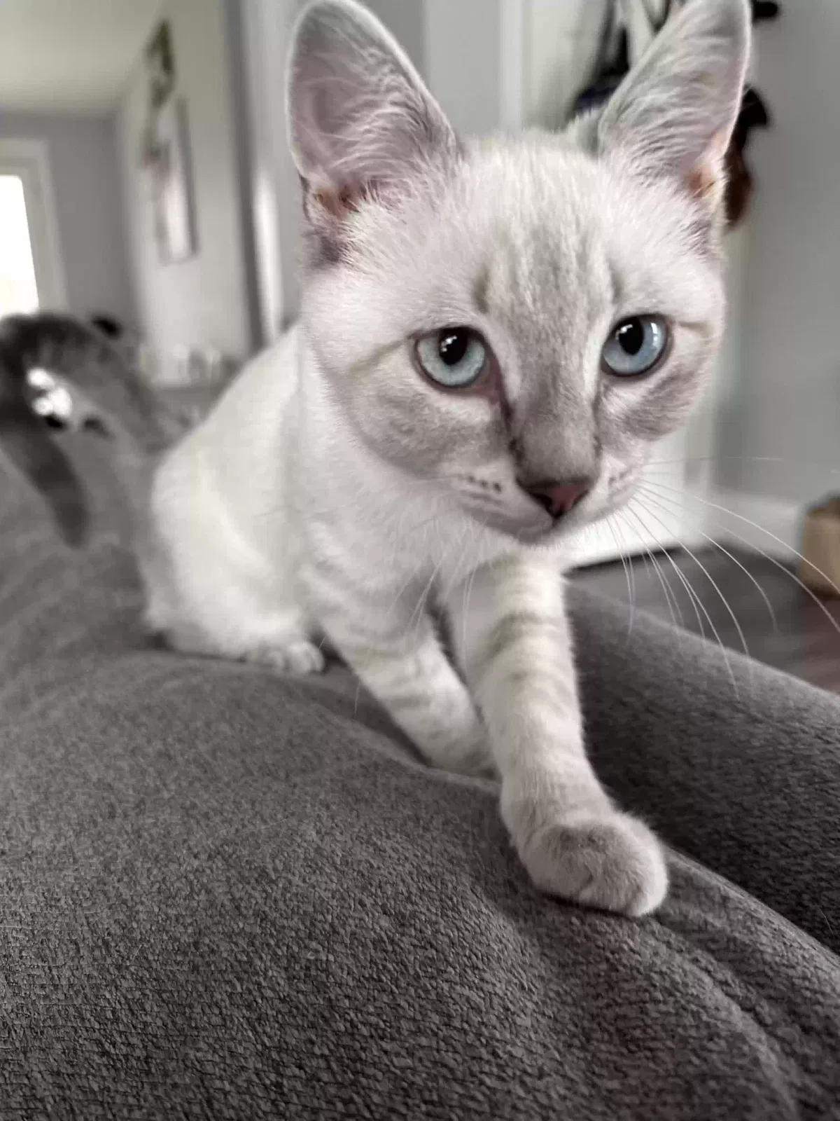 Lost cat in Auburn, WA, 98001