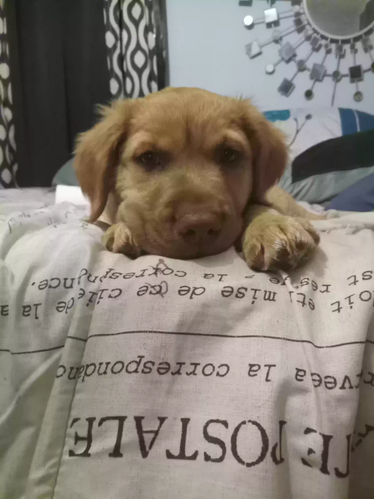 Lost dog in Tallahassee, FL, 32303