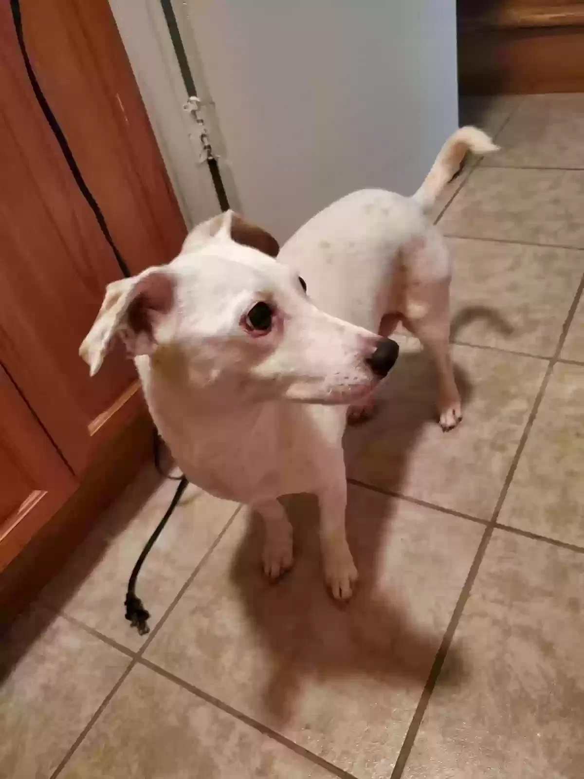 Lost dog in Knoxville, TN, 37912