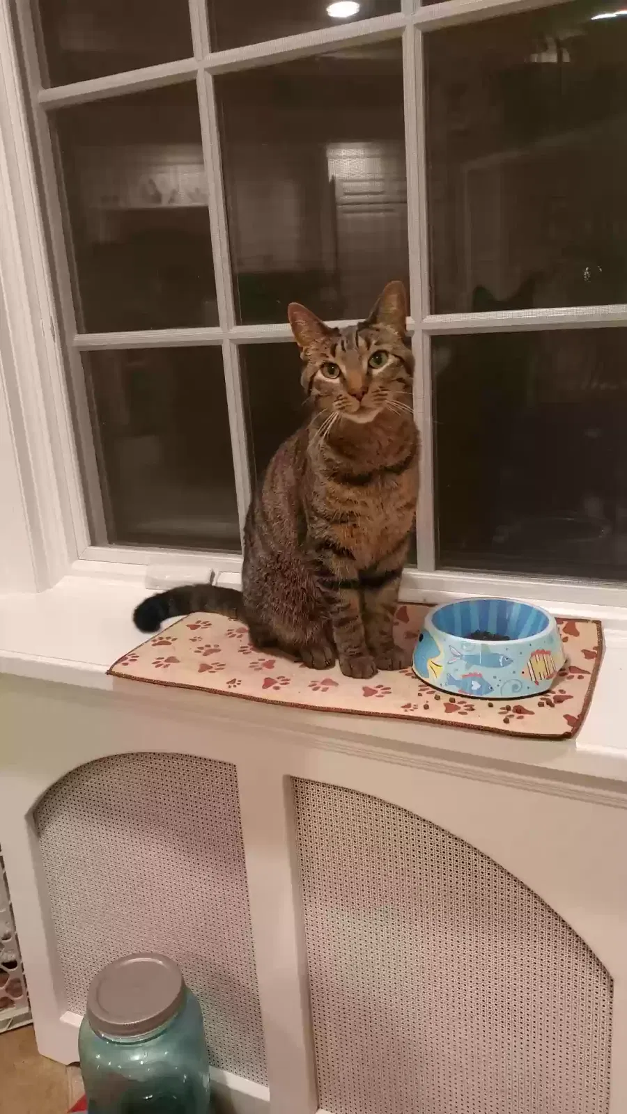 Lost cat in Dunellen, NJ, 8812