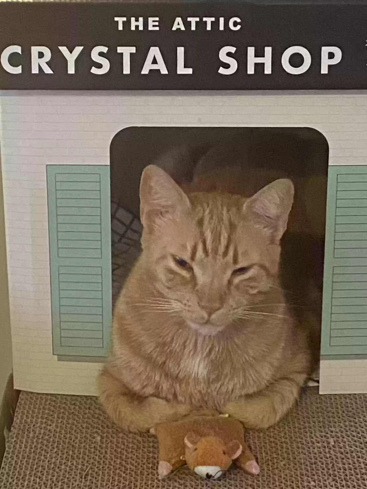Lost cat in Charlotte, NC, 28215