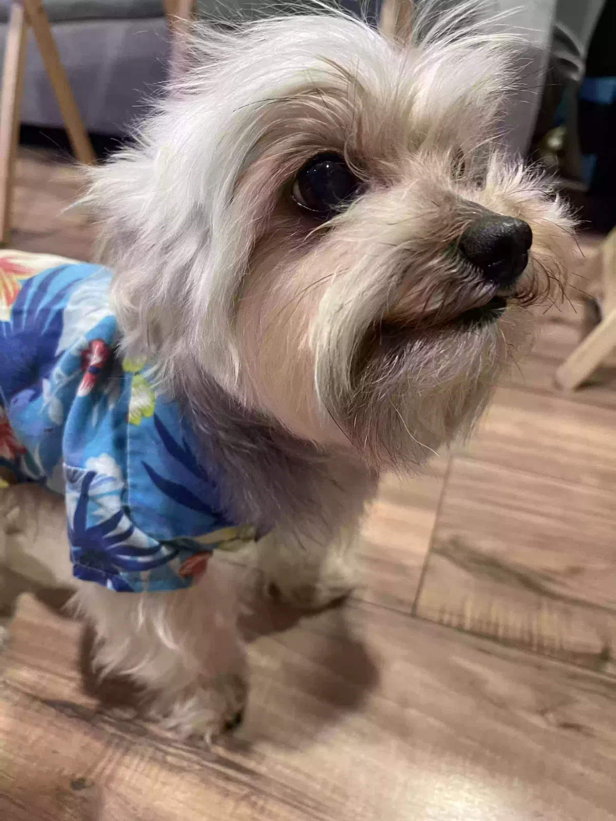 Lost dog in Bell Gardens, CA, 90201