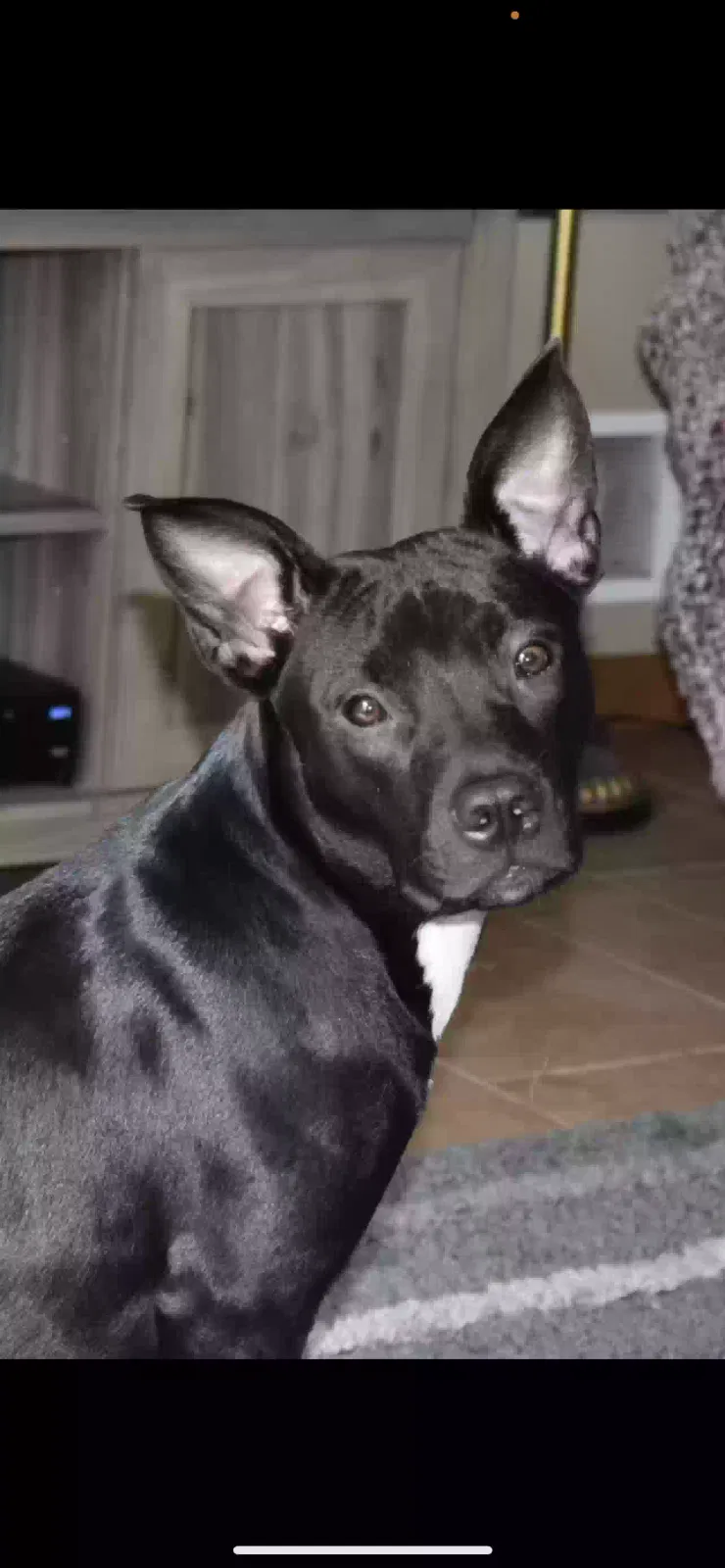 Lost dog in Lakeview, MI, 48850