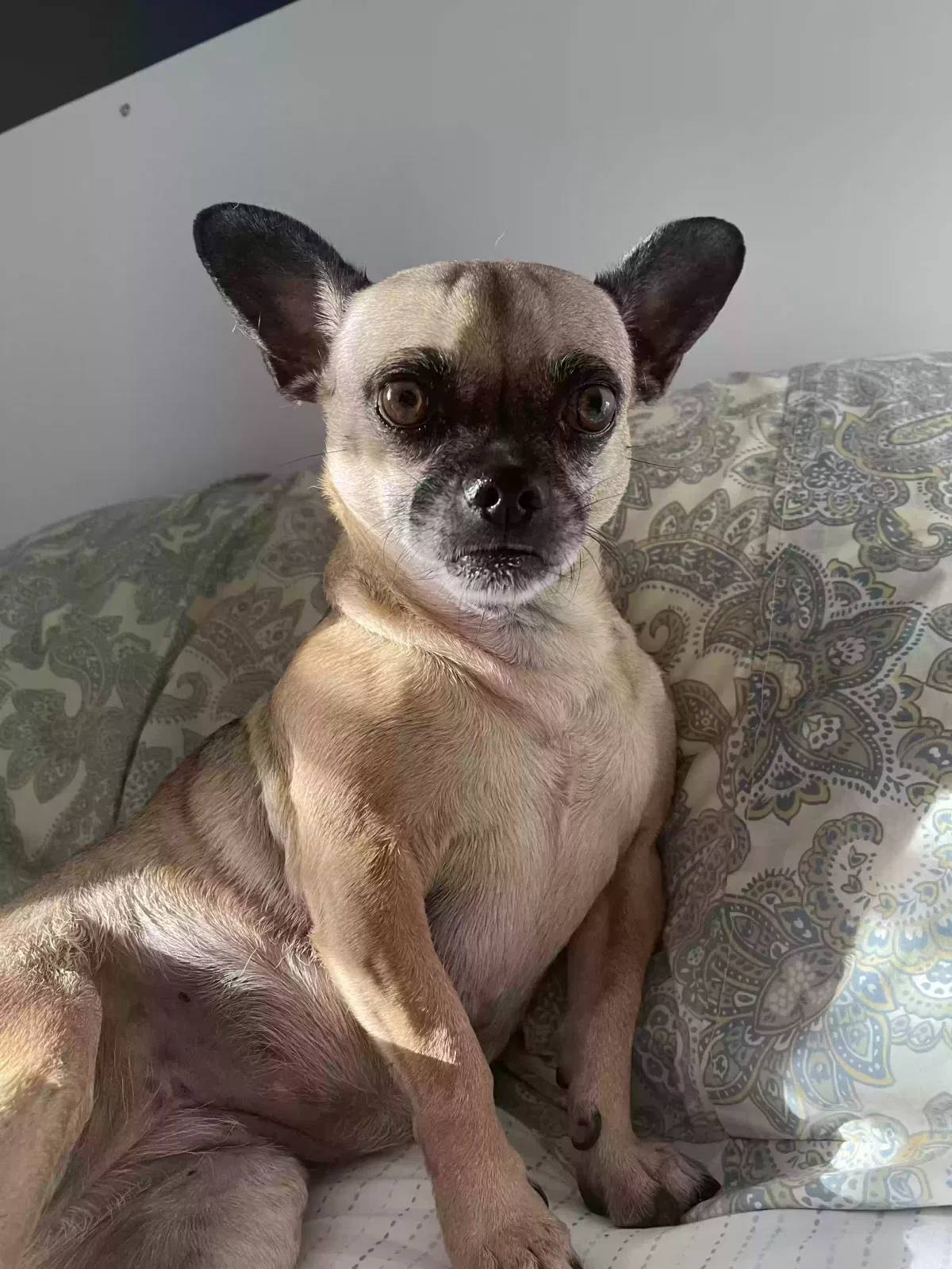 Lost dog in San Diego, CA, 92139
