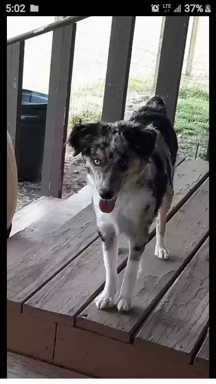Lost dog in Seguin, TX, 78155