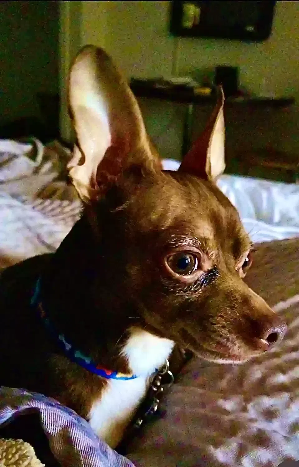 Lost dog in Fort Worth, TX, 76108