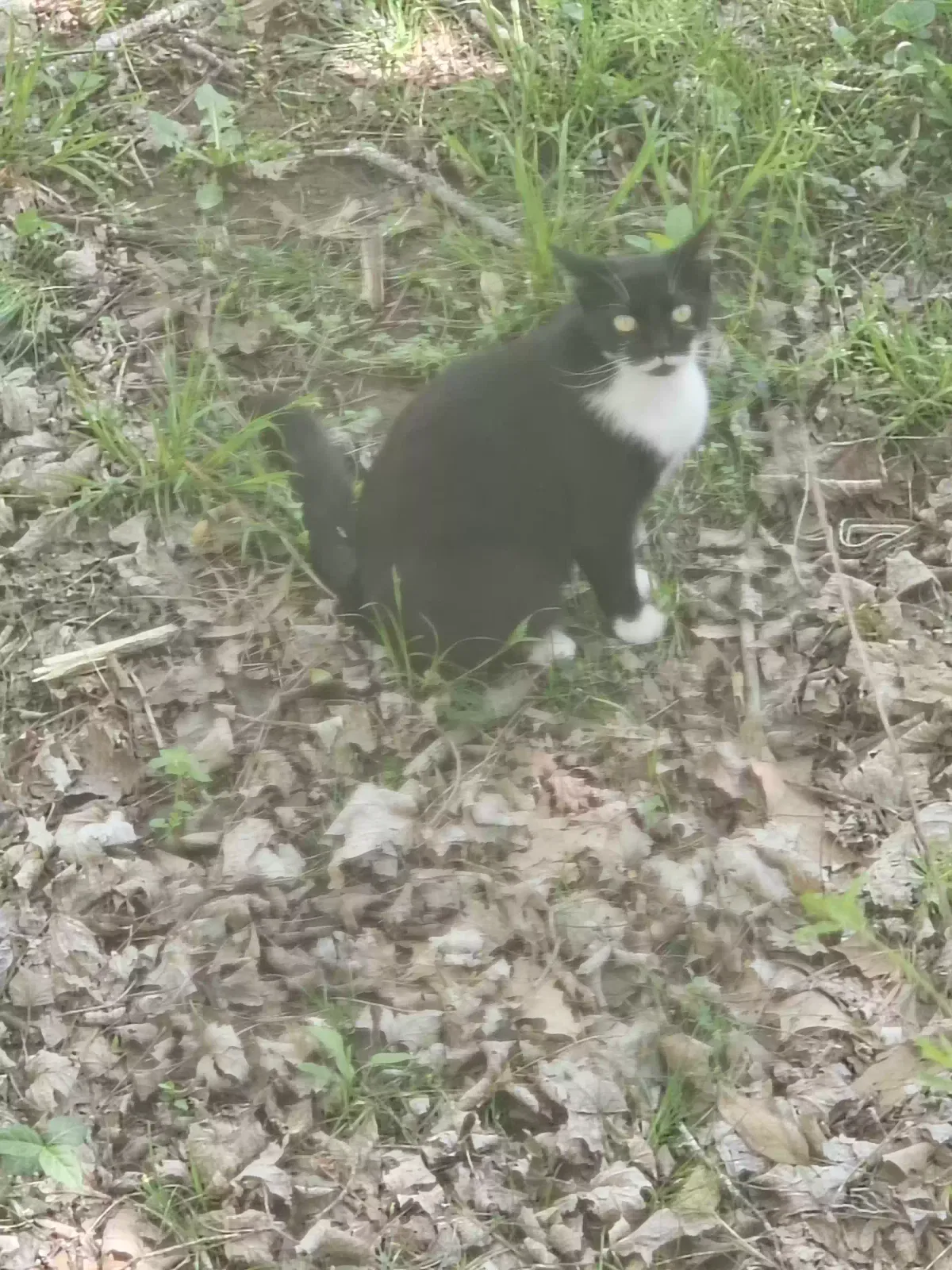 Lost cat in Murfreesboro, TN, 37130