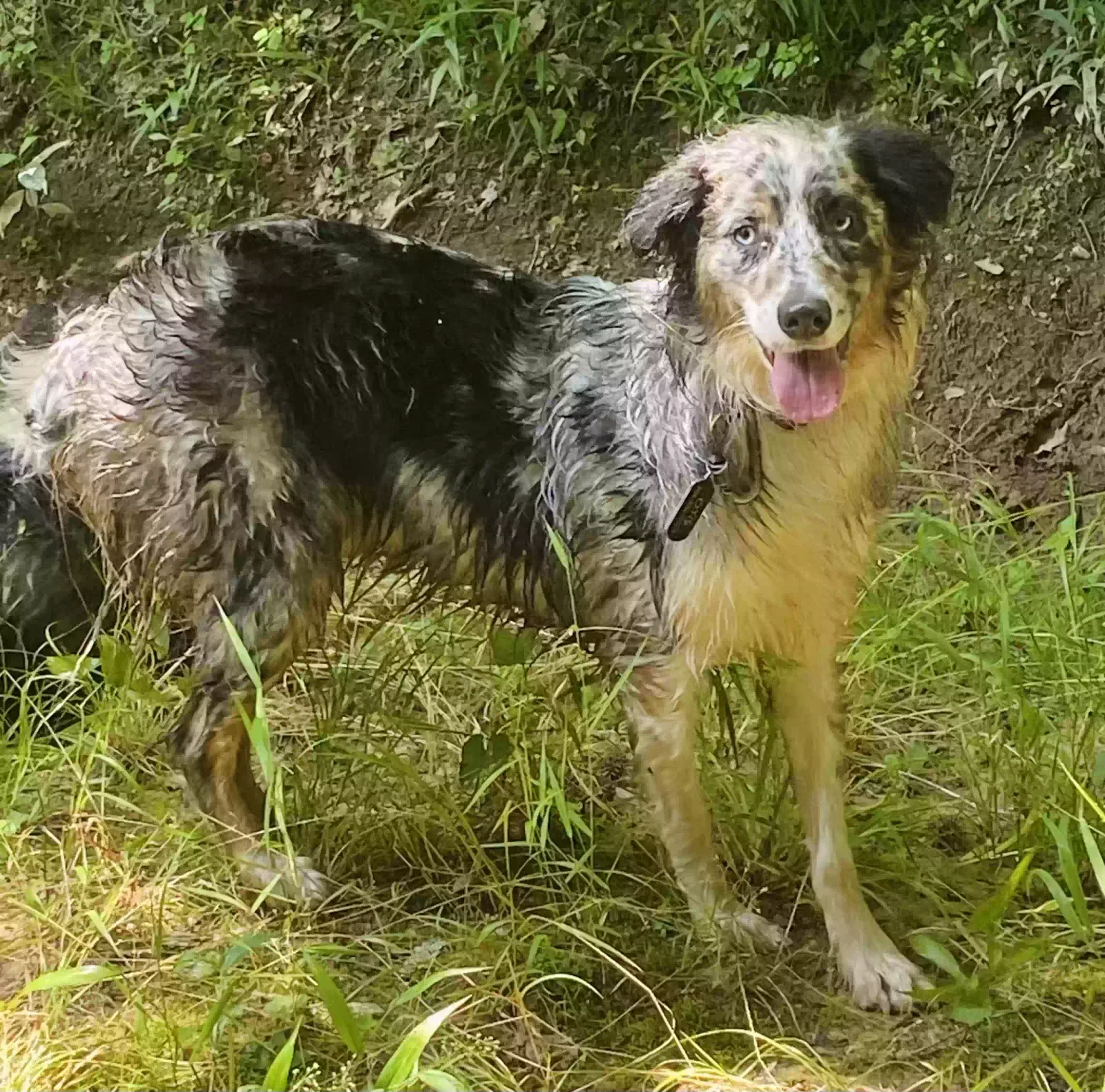 Lost dog in Carthage, NC, 28327
