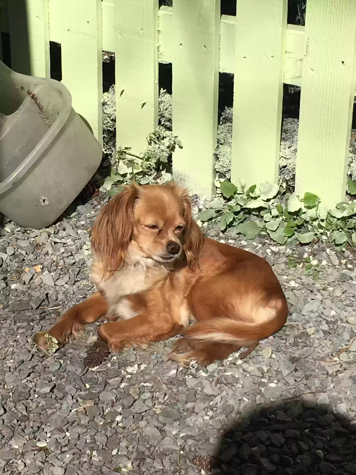 Lost dog in Tacoma, WA, 98406