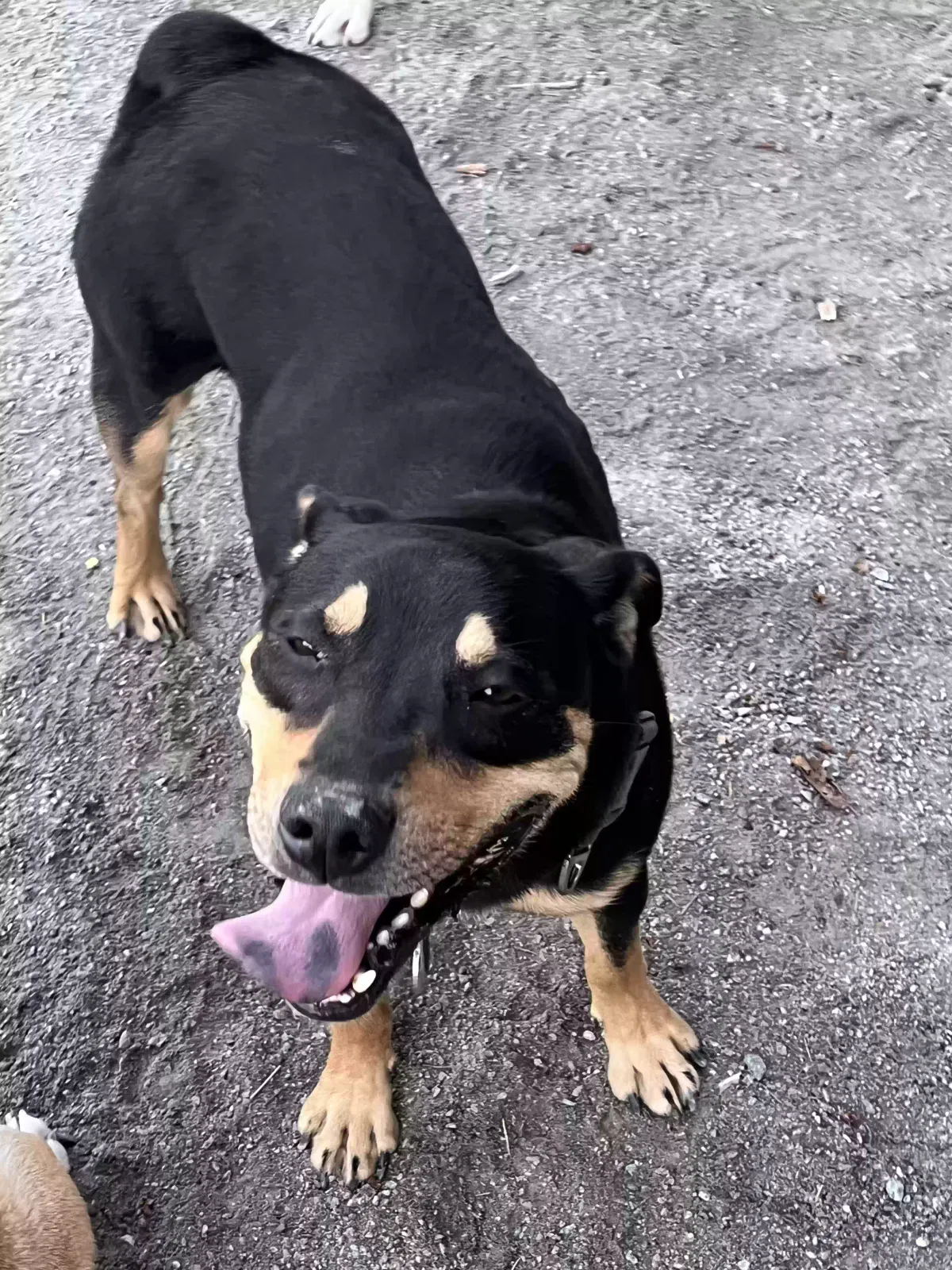 Lost dog in Federal Way, WA, 98003